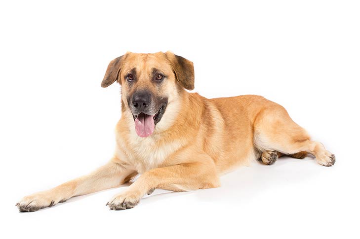 Dog 2