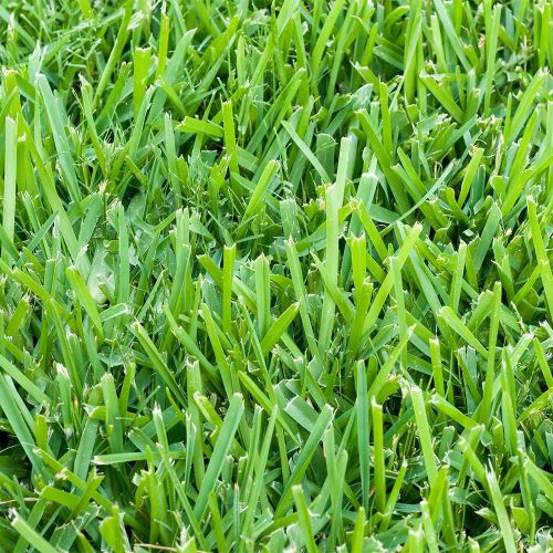 Grass