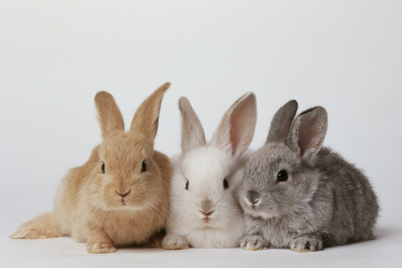 Rabbit 2